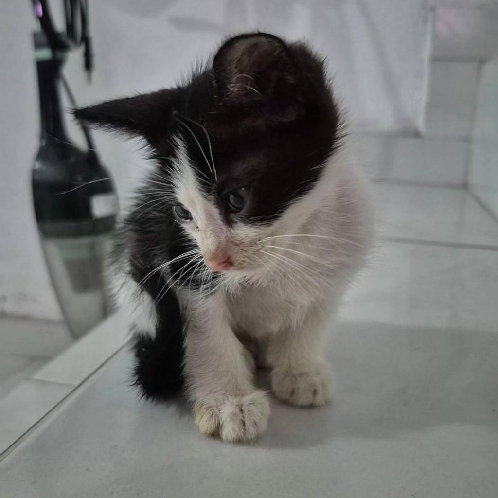 Frajola, gato de porte pequeno para adoção em Fortaleza - CE