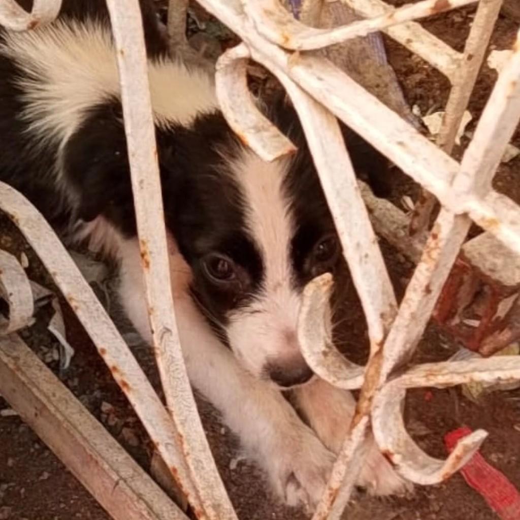 Cachorrinha, cadela de porte pequeno para adoção em Fortaleza - CE