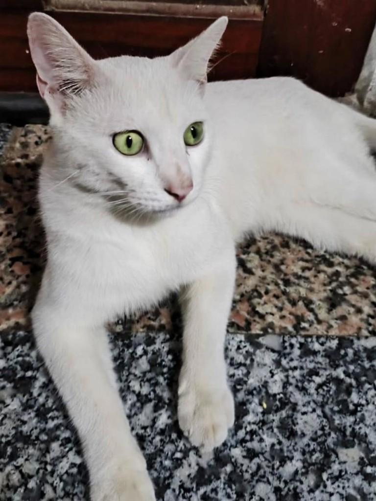 Snowbell, gato de porte médio para adoção em Fortaleza - CE