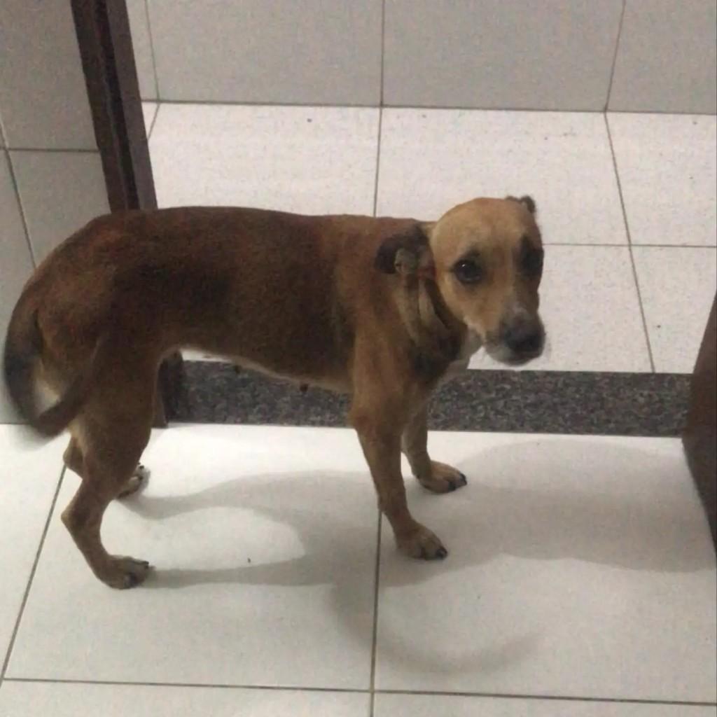 Bella, cadela de porte médio para adoção em Fortaleza - CE