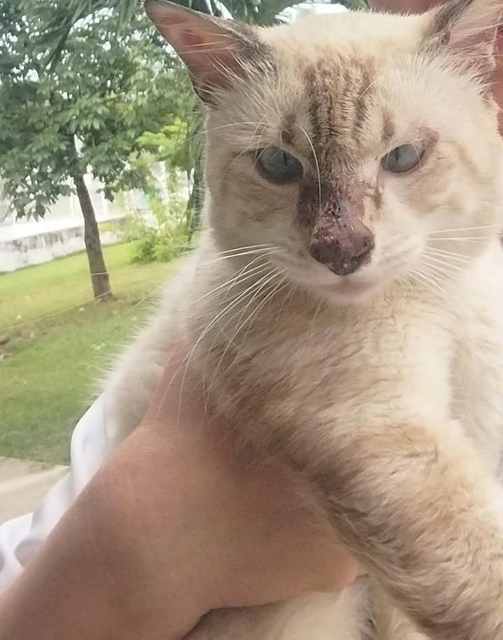 José, gato de porte médio para adoção em Fortaleza - CE