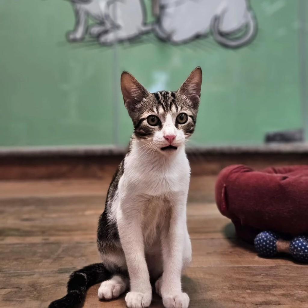Sirius, gato de porte pequeno para adoção em Fortaleza - CE