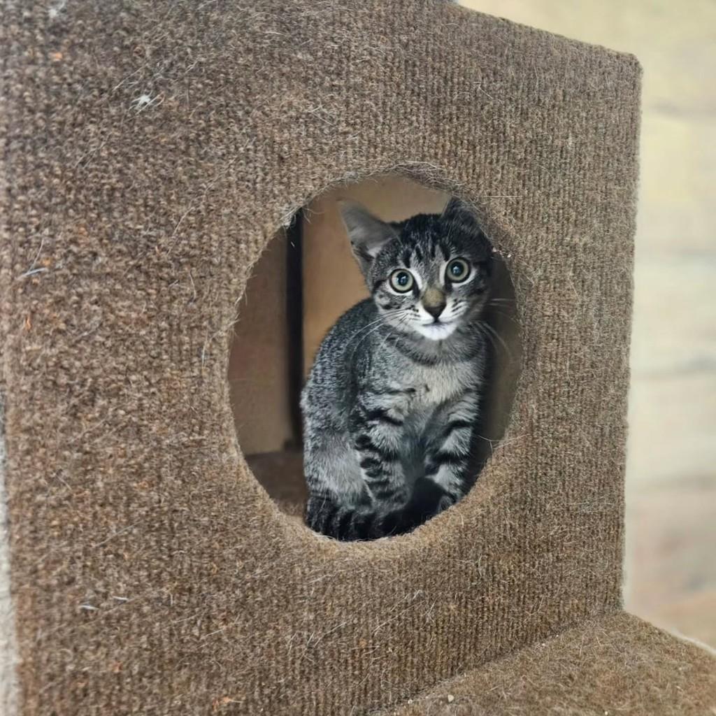 Sininho, gato de porte pequeno para adoção em Fortaleza - CE
