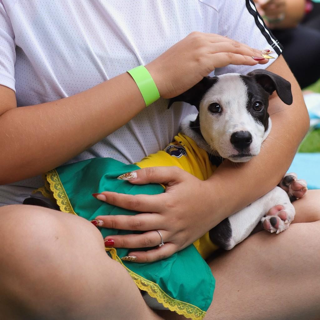 Juma, cachorro de porte pequeno para adoção em Fortaleza - CE