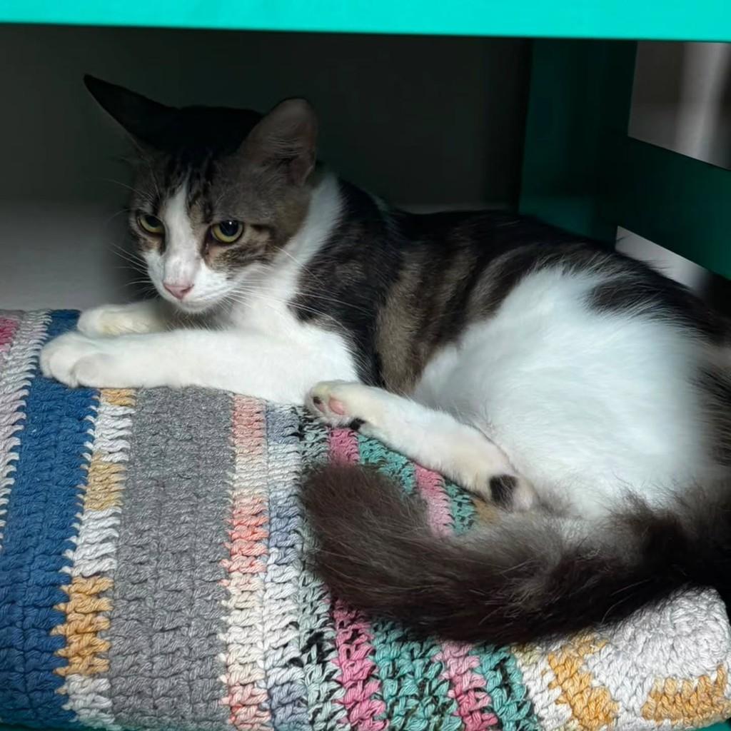 Liam, gato de porte médio para adoção em Fortaleza - CE