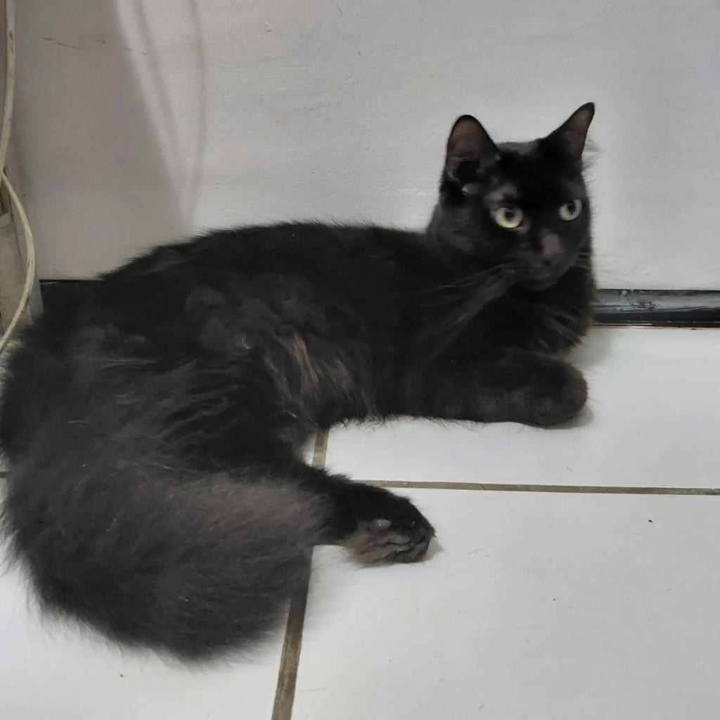 Felix, gato de porte médio para adoção em Fortaleza - CE
