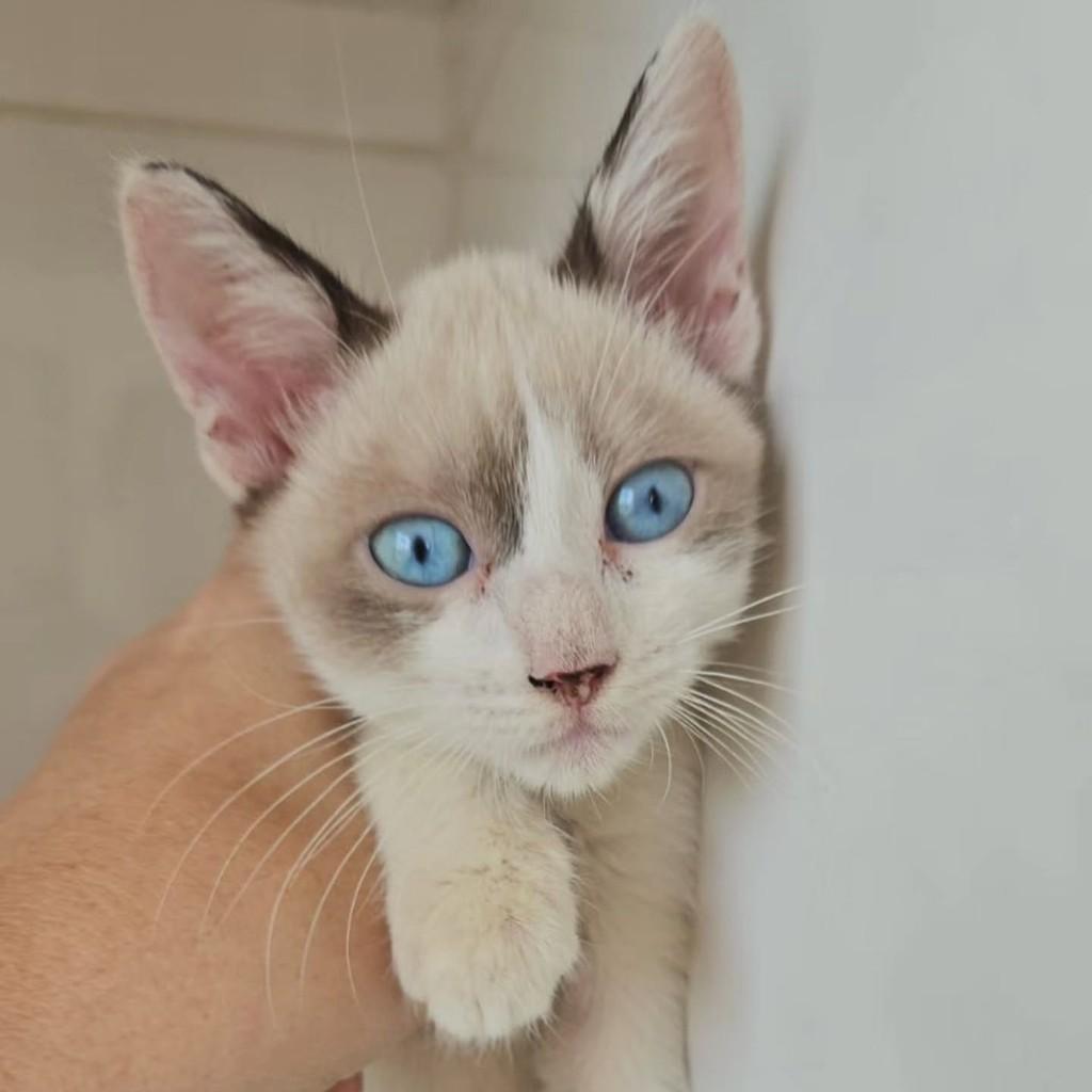 Maria do Bairro, gata de porte pequeno para adoção em Fortaleza - CE