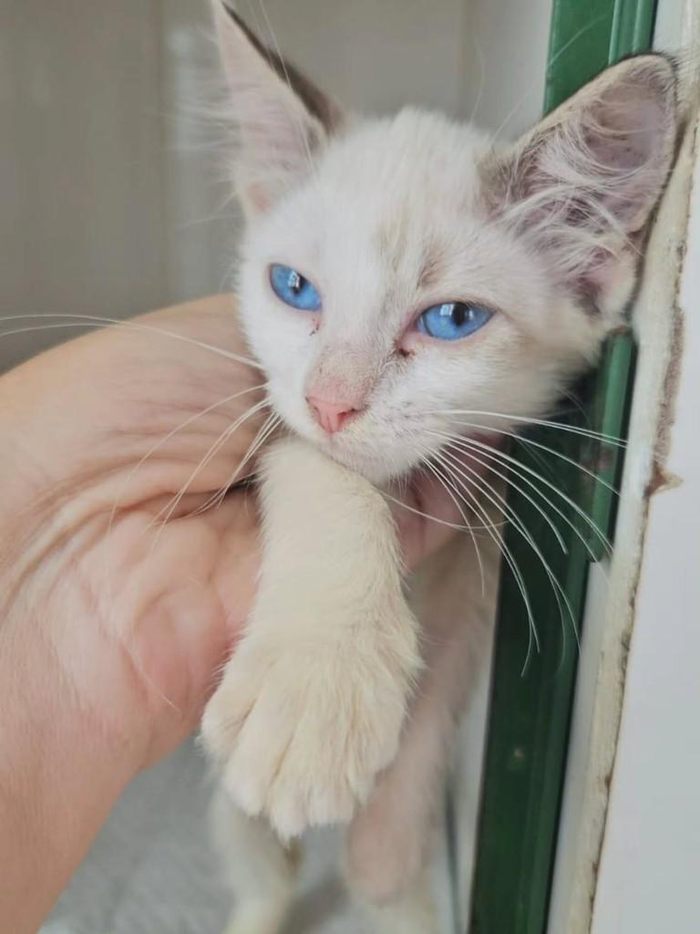 Maria Mercedes, gato de porte pequeno para adoção em Fortaleza - CE