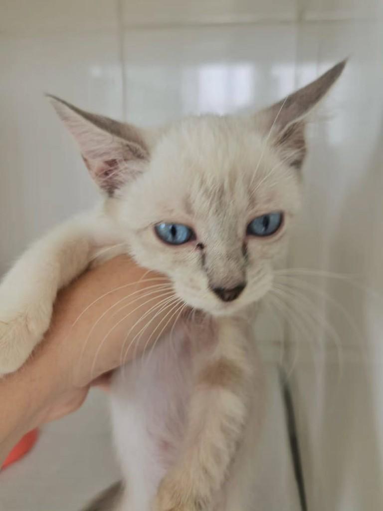 Marimar, gato para adoção em Fortaleza - CE