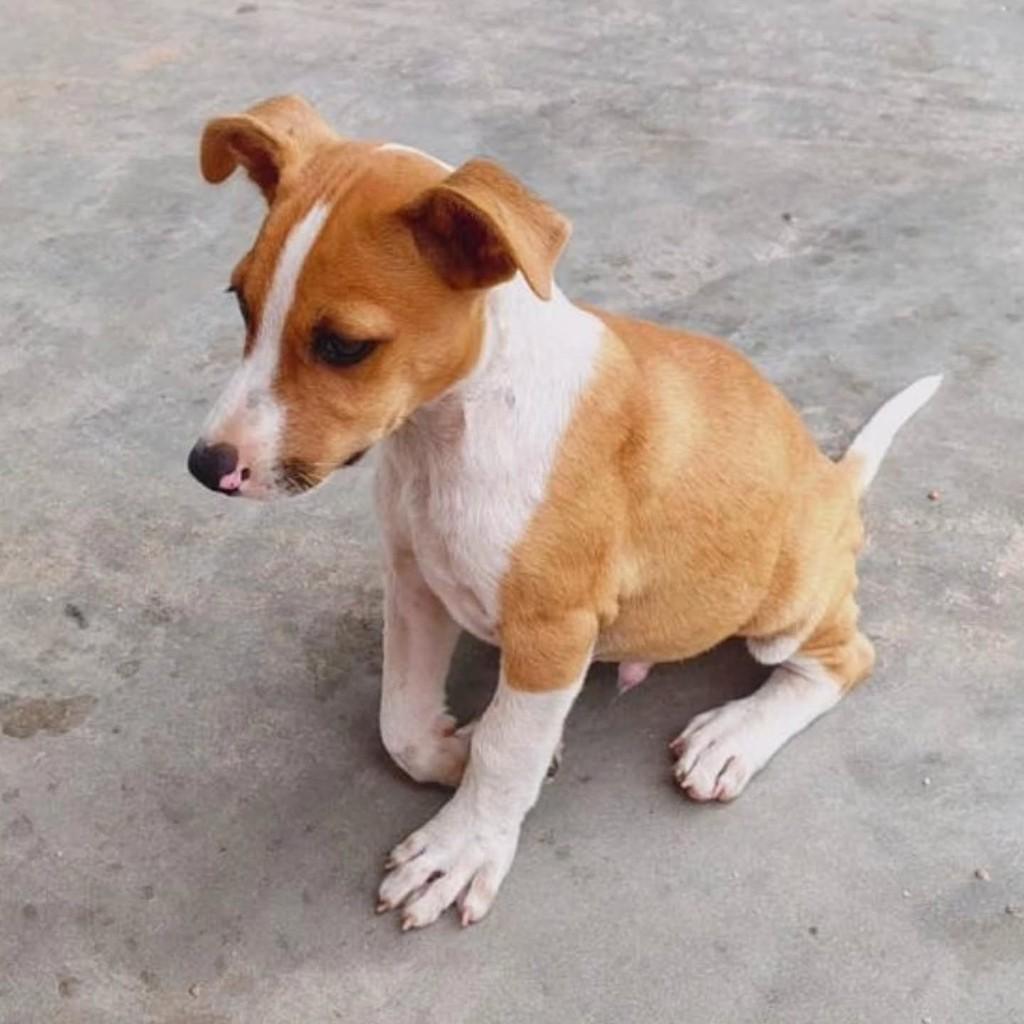 Bb, cachorro de porte pequeno para adoção em Caucaia - CE