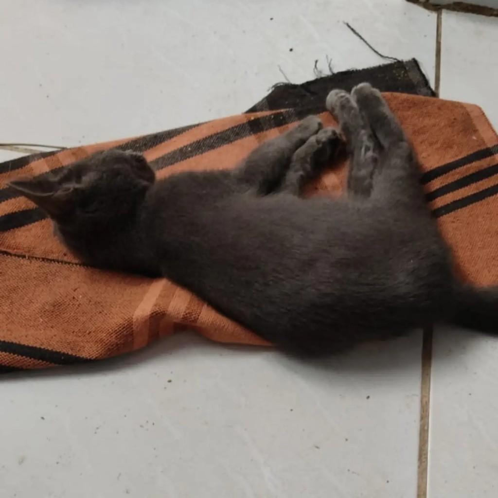 Príncipe, gato para adoção em Fortaleza - CE