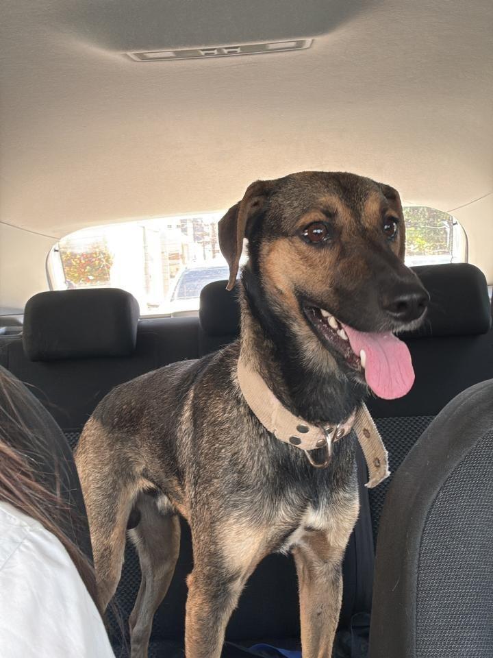 Kadu, cachorro de porte médio para adoção em Fortaleza - CE