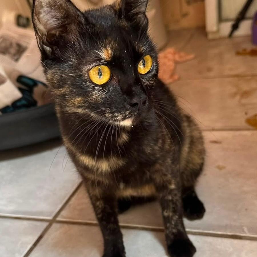 Flor, gato de porte pequeno para adoção em Fortaleza - CE