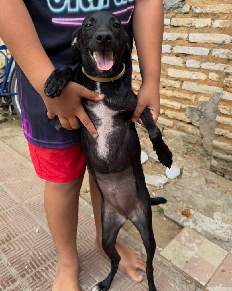 Ravena, cadela de porte pequeno para adoção em Fortaleza - CE