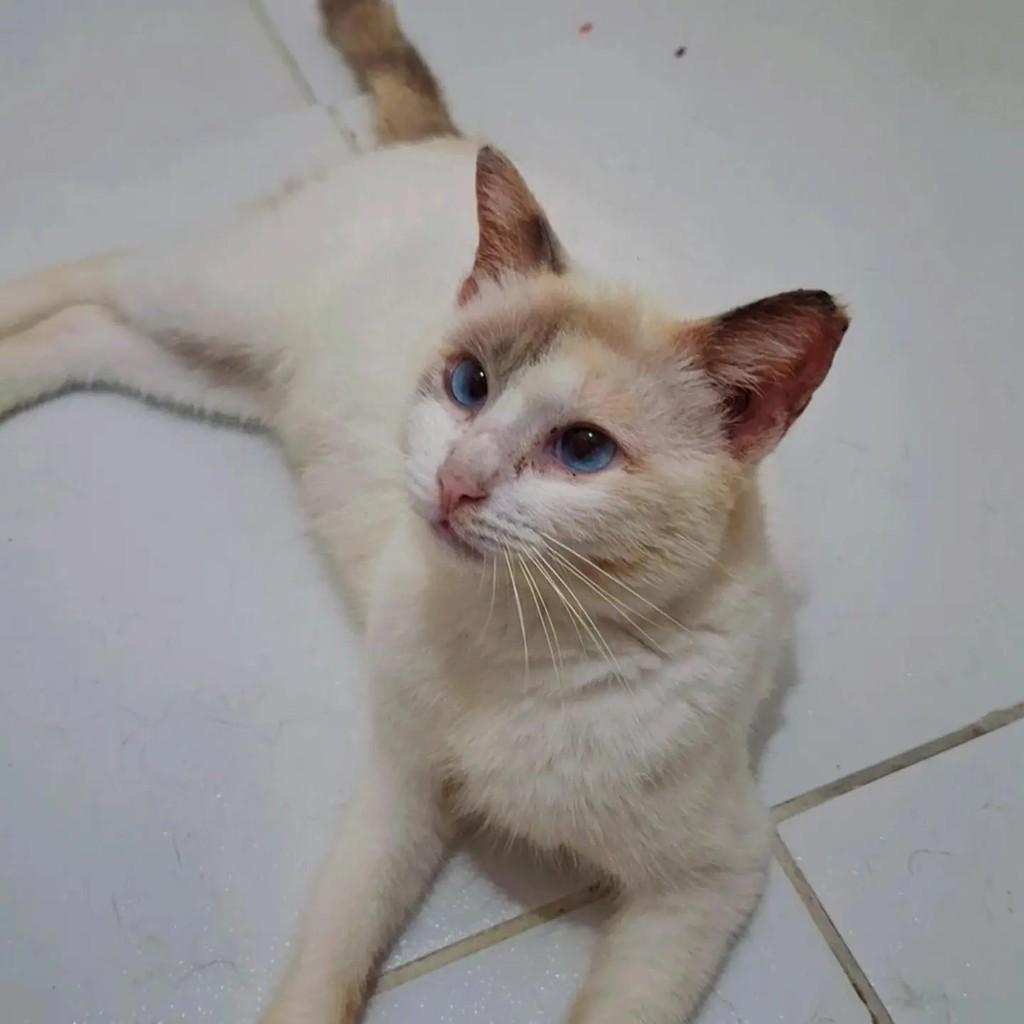Pudim, gata de porte pequeno para adoção em Fortaleza - CE