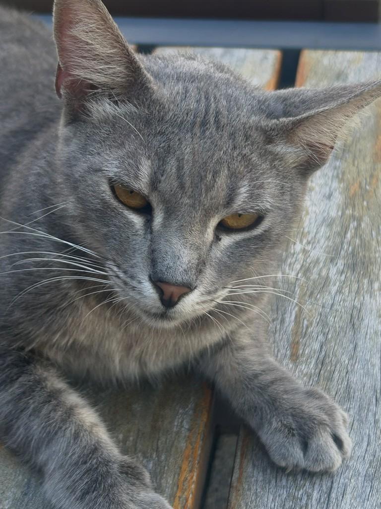 Fumaça, gato de porte médio para adoção em Fortaleza - CE