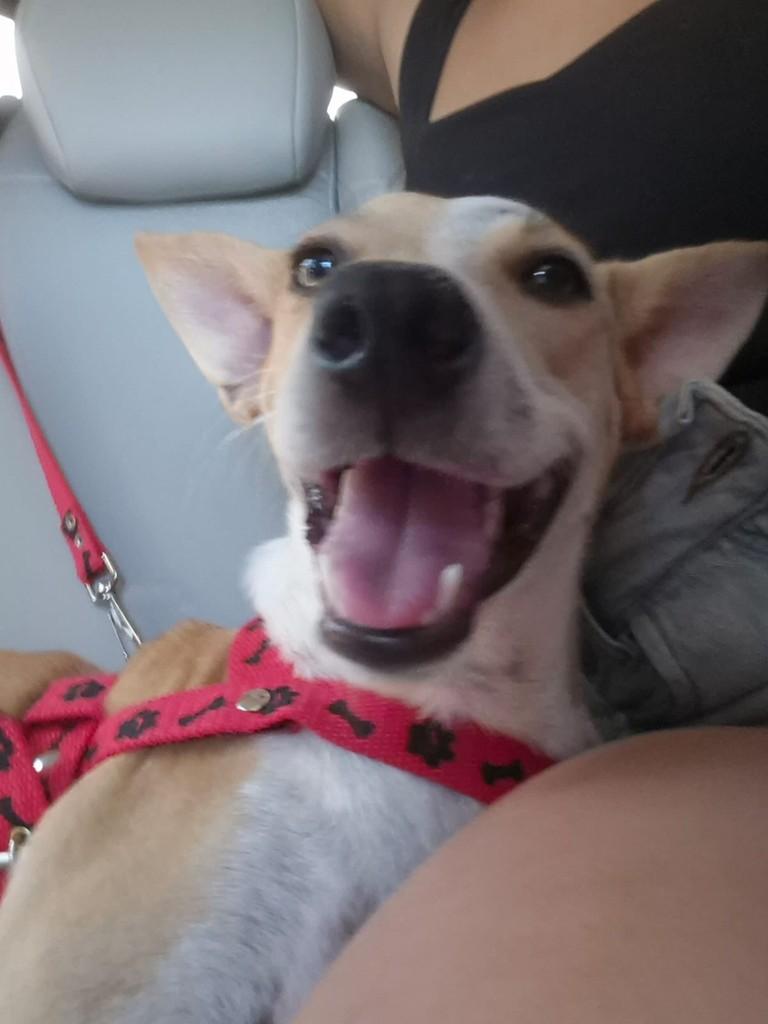 Nina, cadela de porte pequeno para adoção em Fortaleza - CE