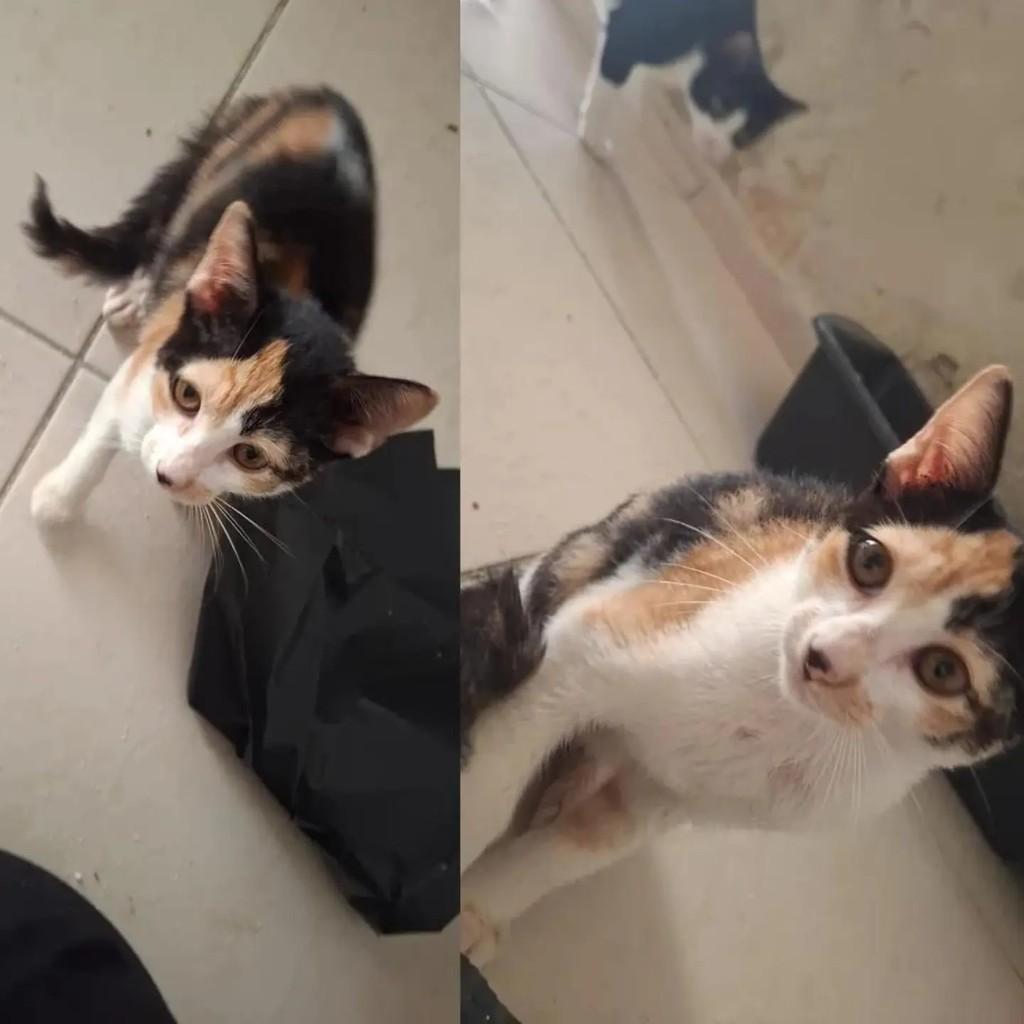 Mimi, gata de porte pequeno para adoção em Fortaleza - CE