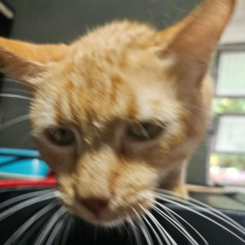 Laranjinha, gato para adoção em Fortaleza - CE