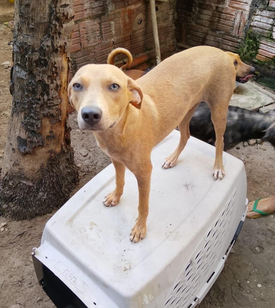 Melissa, cadela de porte pequeno para adoção em Fortaleza - CE