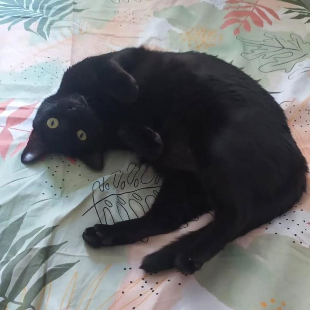 Pepê, gato de porte médio para adoção em Fortaleza - CE