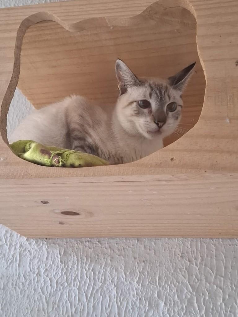 Ozzy, gato para adoção em Fortaleza - CE