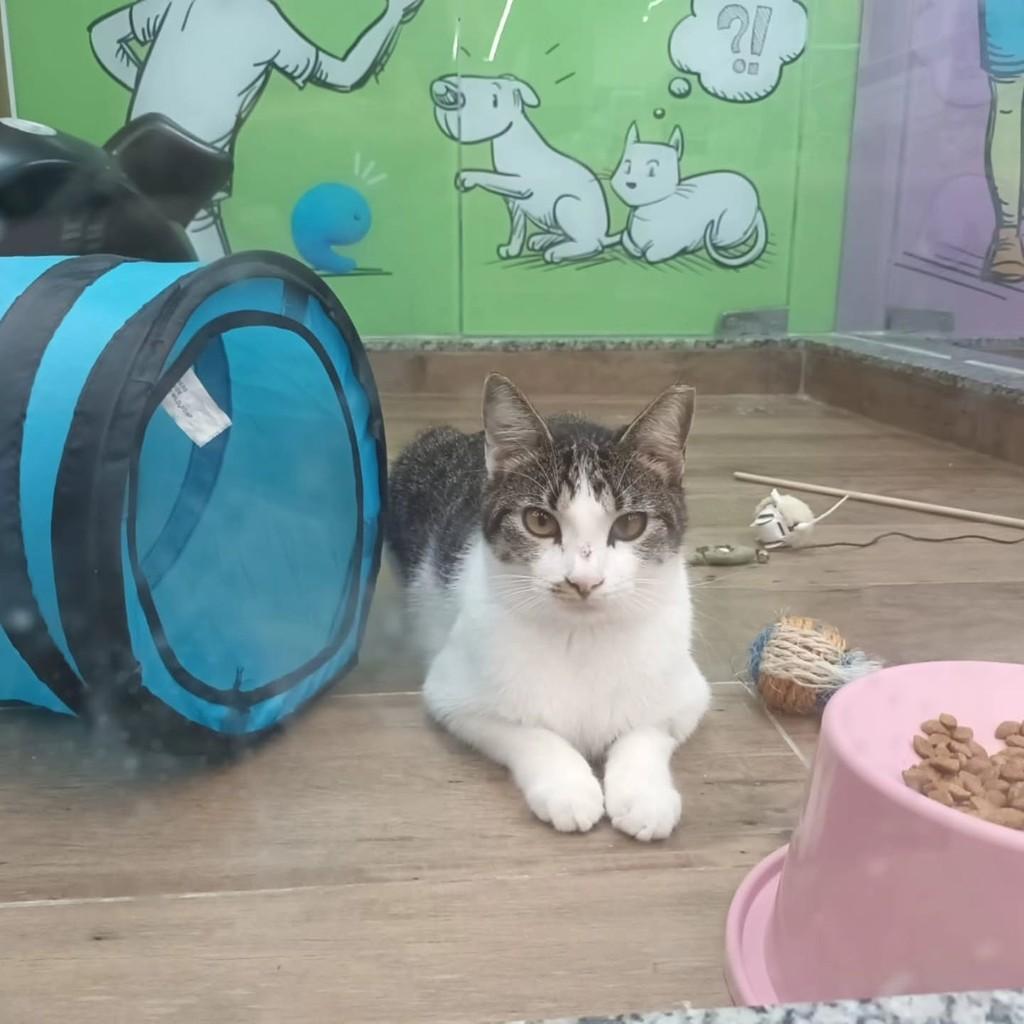 Chico Bento, gato de porte médio para adoção em Fortaleza - CE