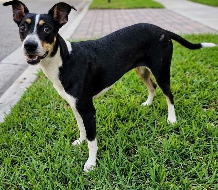 Pretinha, cachorro de porte grande para adoção em Fortaleza - CE