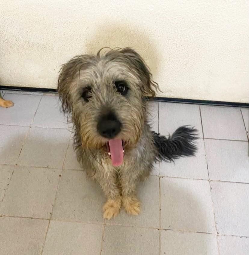 Oreo, cachorro de porte pequeno para adoção em Fortaleza - CE