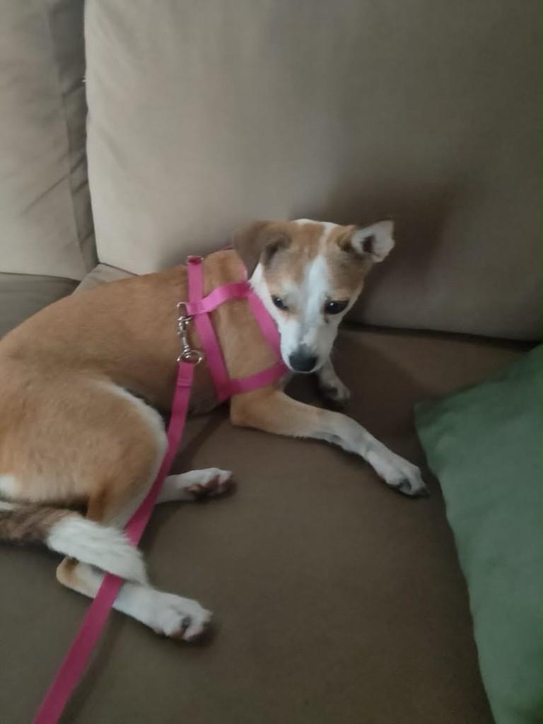 Princesa, cadela de porte médio para adoção em Fortaleza - CE
