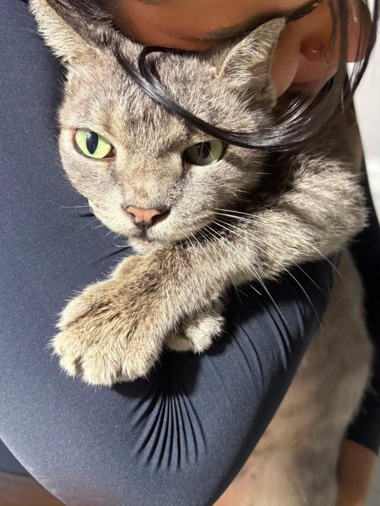 Princesa, gato de porte pequeno para adoção em Fortaleza - CE