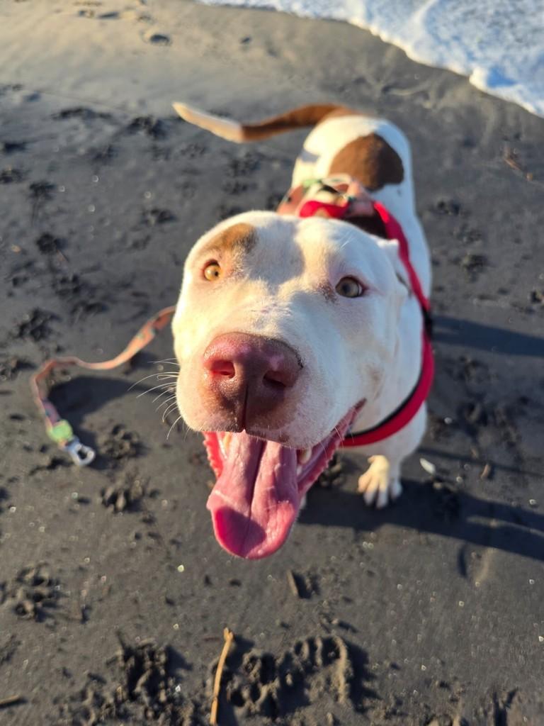 Dante, cachorro de porte grande para adoção em Fortaleza - CE