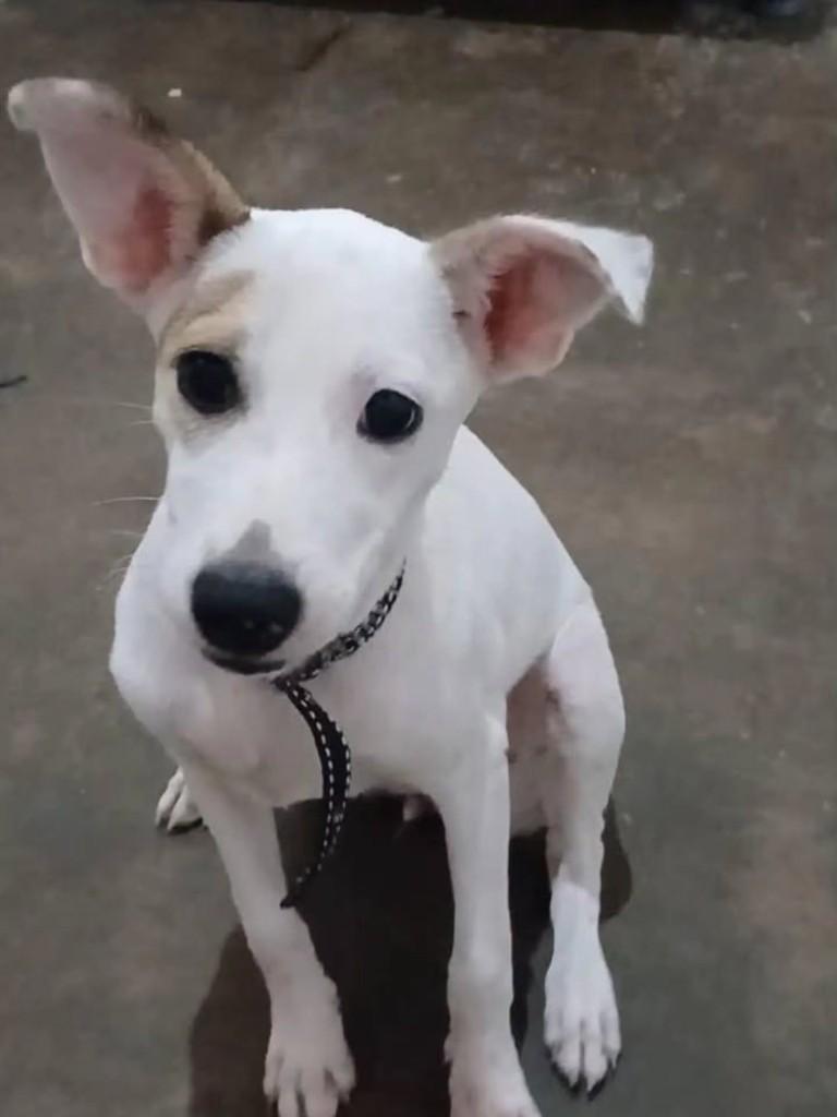 Belinha, cadela de porte pequeno para adoção em Fortaleza - CE