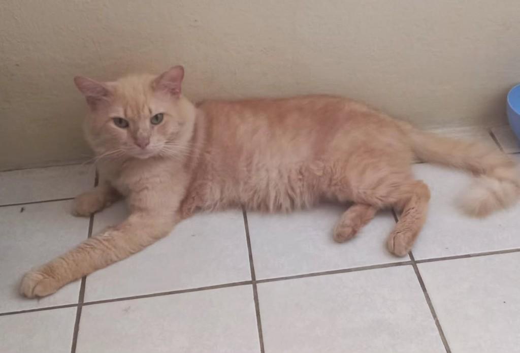 Gabrielzinho, gato de porte pequeno para adoção em Fortaleza - CE