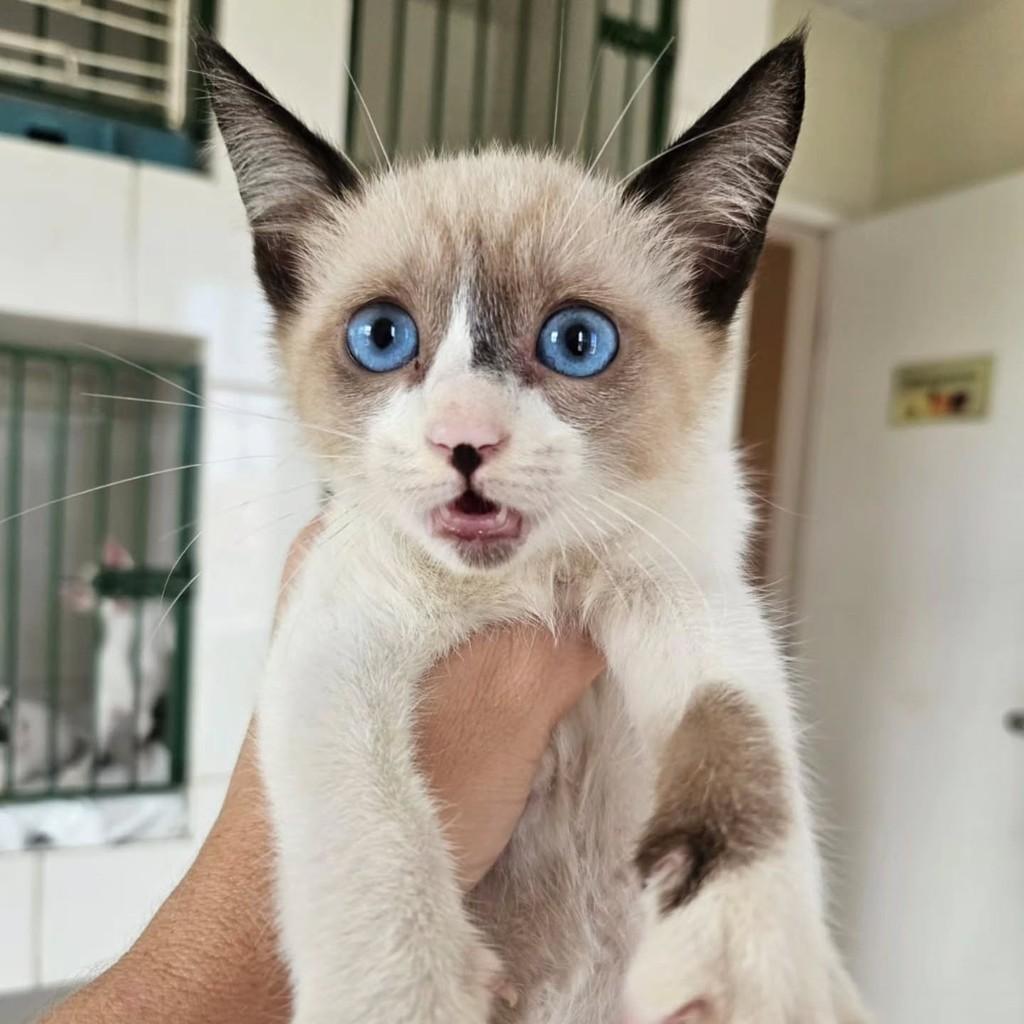 Aristides, gato de porte pequeno para adoção em Fortaleza - CE