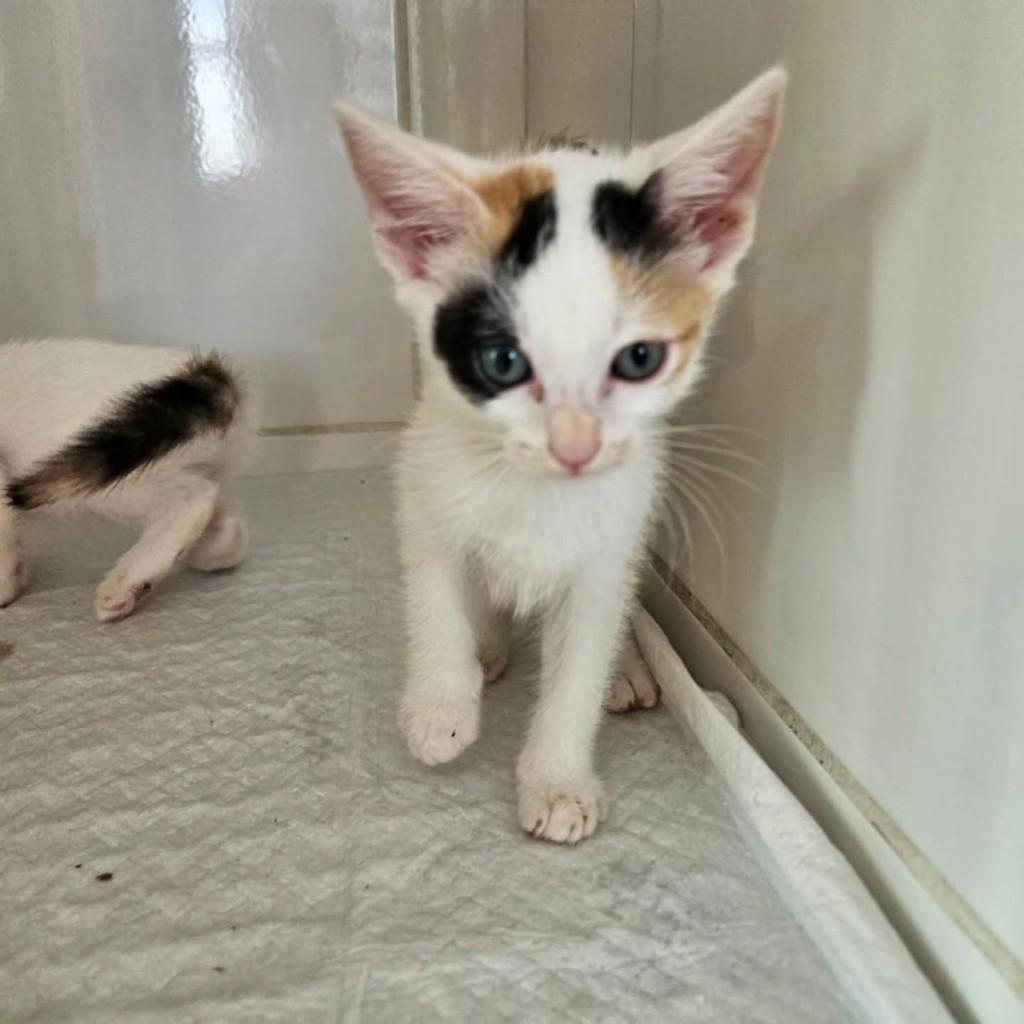 Carolina Herrera, gato de porte pequeno para adoção em Fortaleza - CE