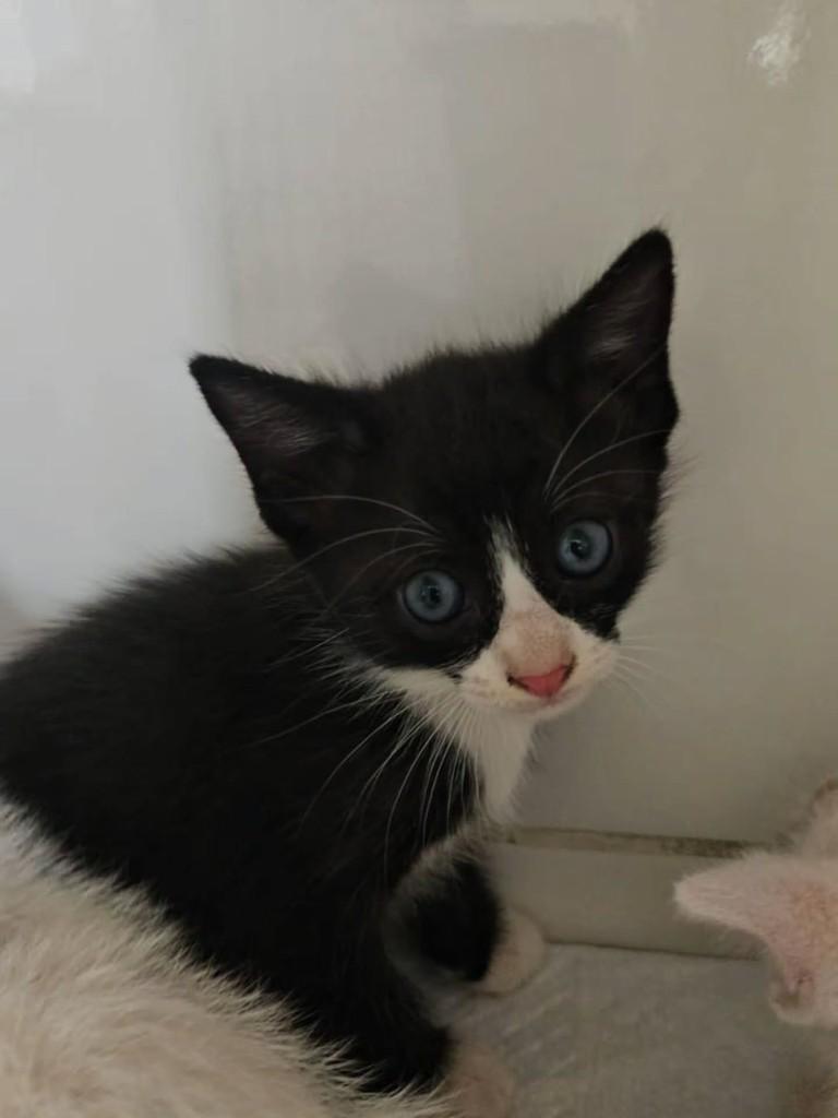 Christian Dior, gato de porte pequeno para adoção em Fortaleza - CE
