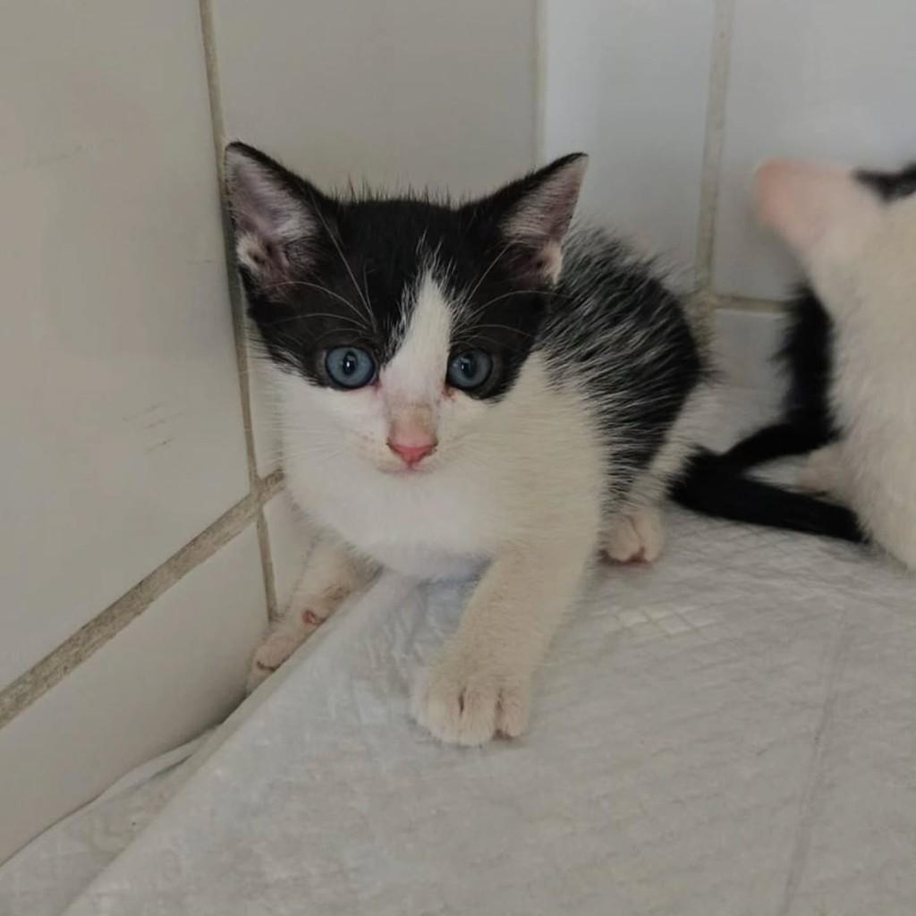 Giorgio Armani, gato de porte pequeno para adoção em Fortaleza - CE