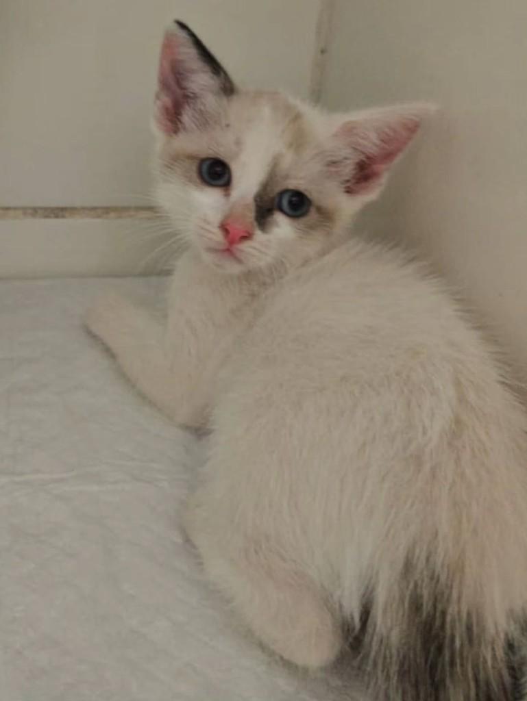 Zuzu Angel, gata de porte pequeno para adoção em Fortaleza - CE