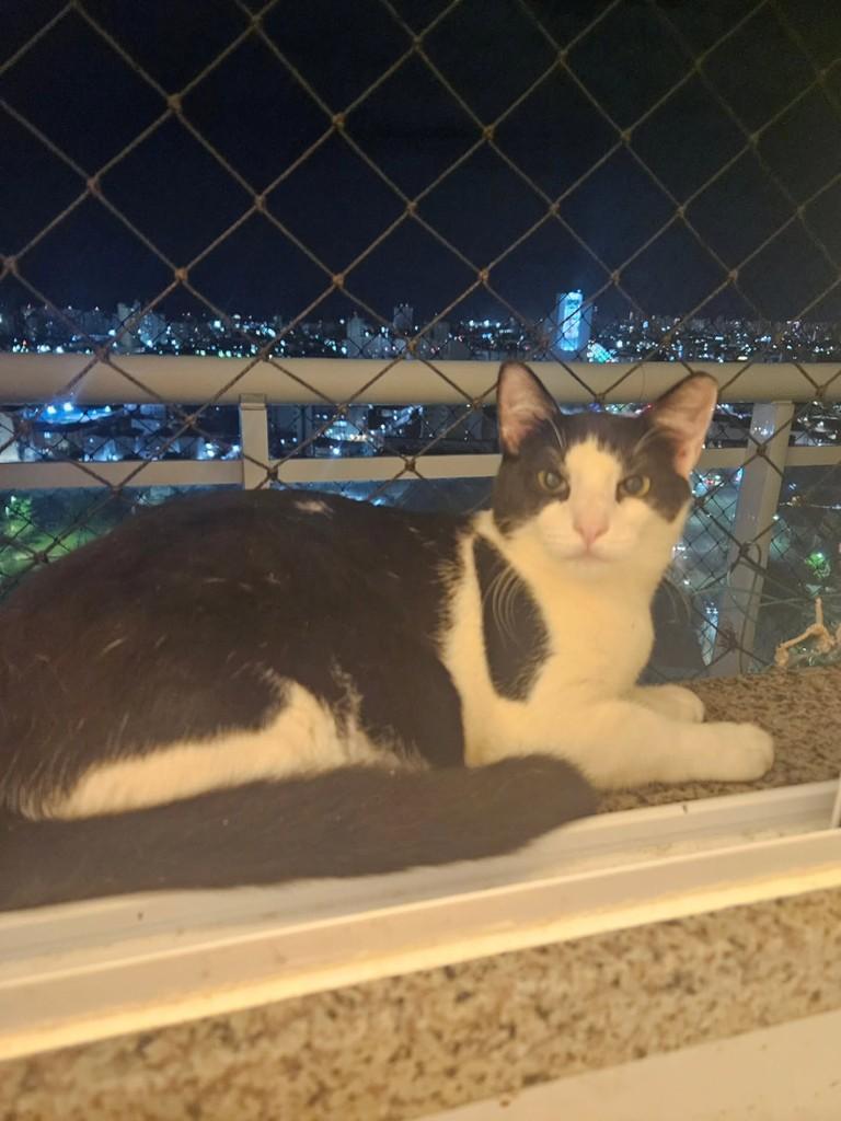 Bob, gato de porte pequeno para adoção em Fortaleza - CE