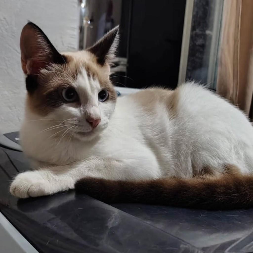 Artemisia, gata de porte pequeno para adoção em Fortaleza - CE