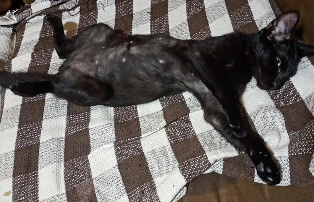 Hulkinhomagrelo_, gata de porte médio para adoção em Fortaleza - CE