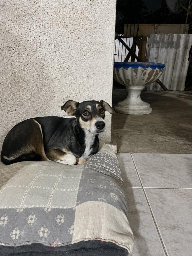 Lilica, cadela de porte pequeno para adoção em Fortaleza - CE