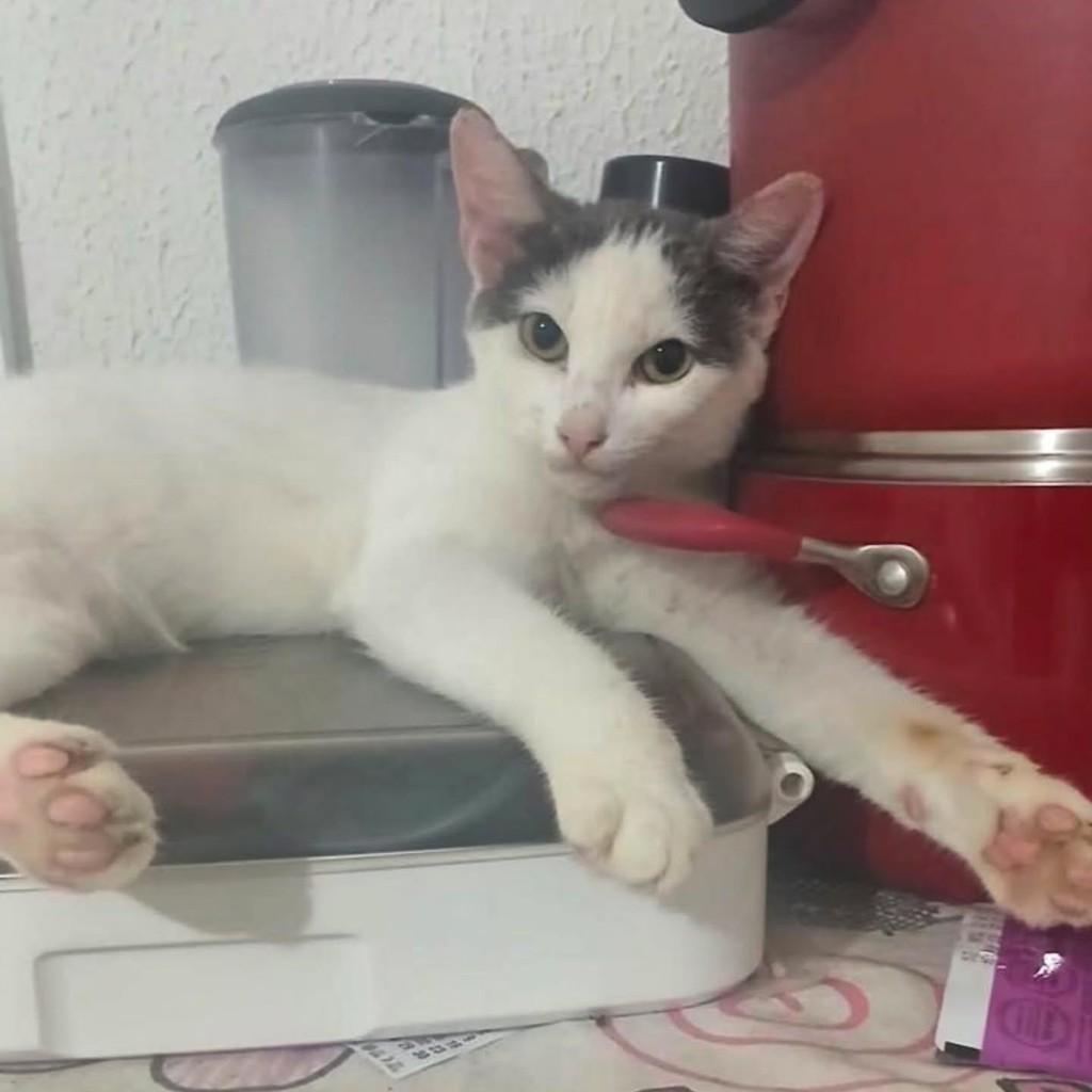 Franjinha, gata de porte pequeno para adoção em Fortaleza - CE