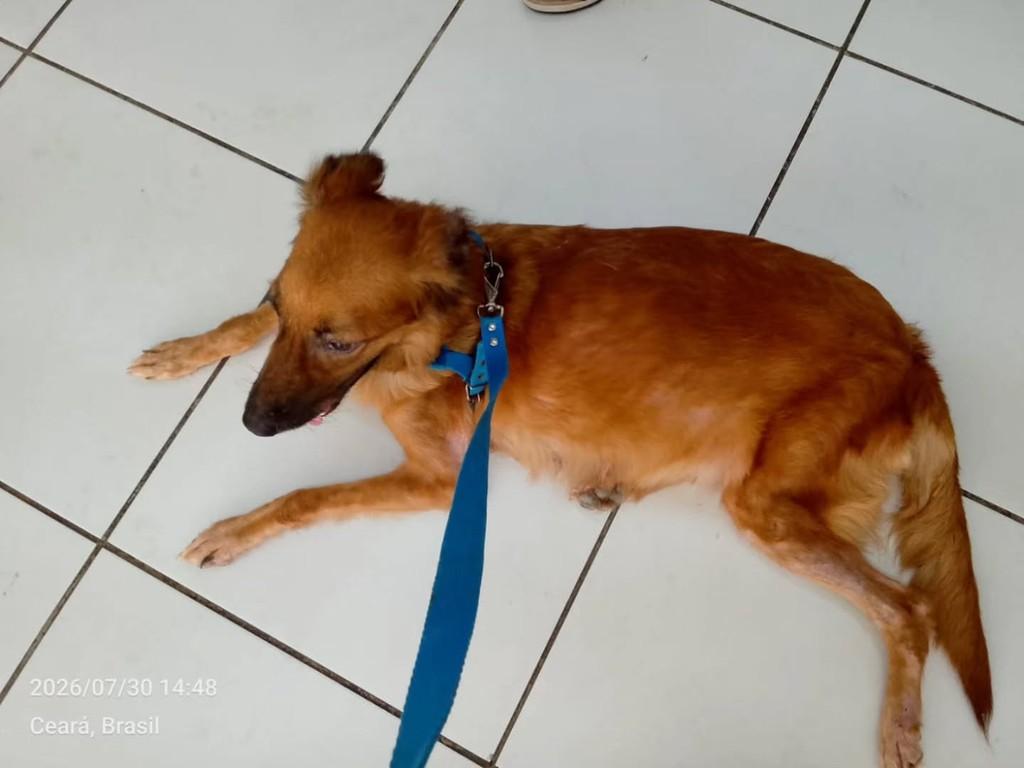 Cacau, cadela de porte médio para adoção em Fortaleza - CE