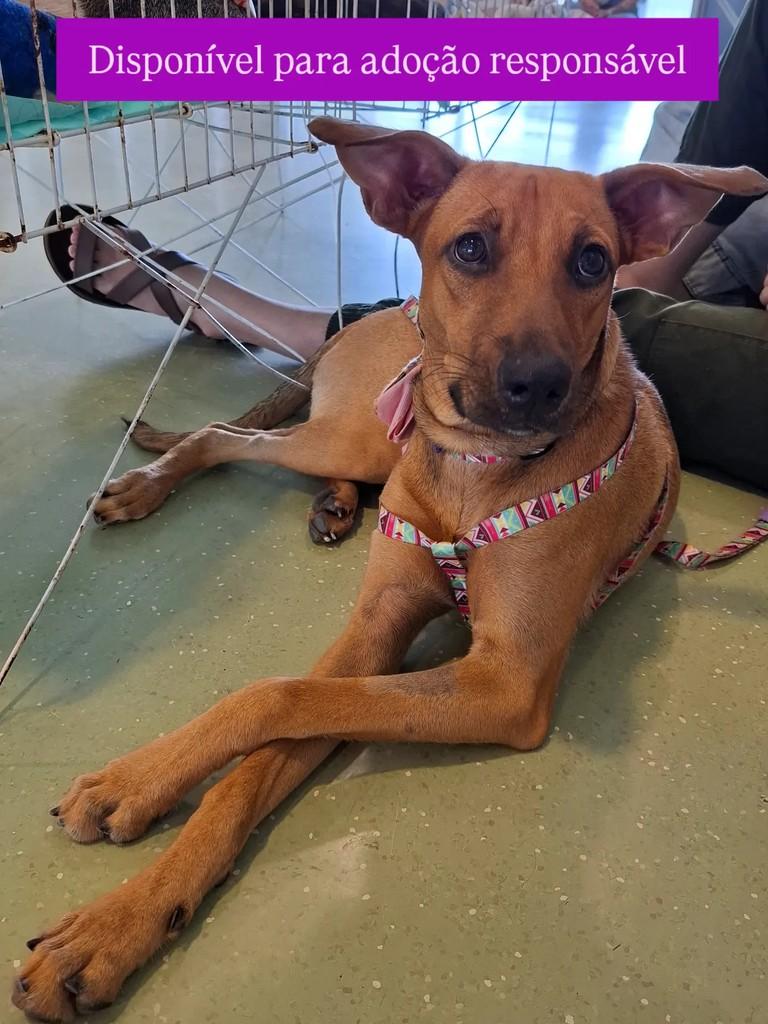 Mocinha, cadela de porte pequeno para adoção em Fortaleza - CE