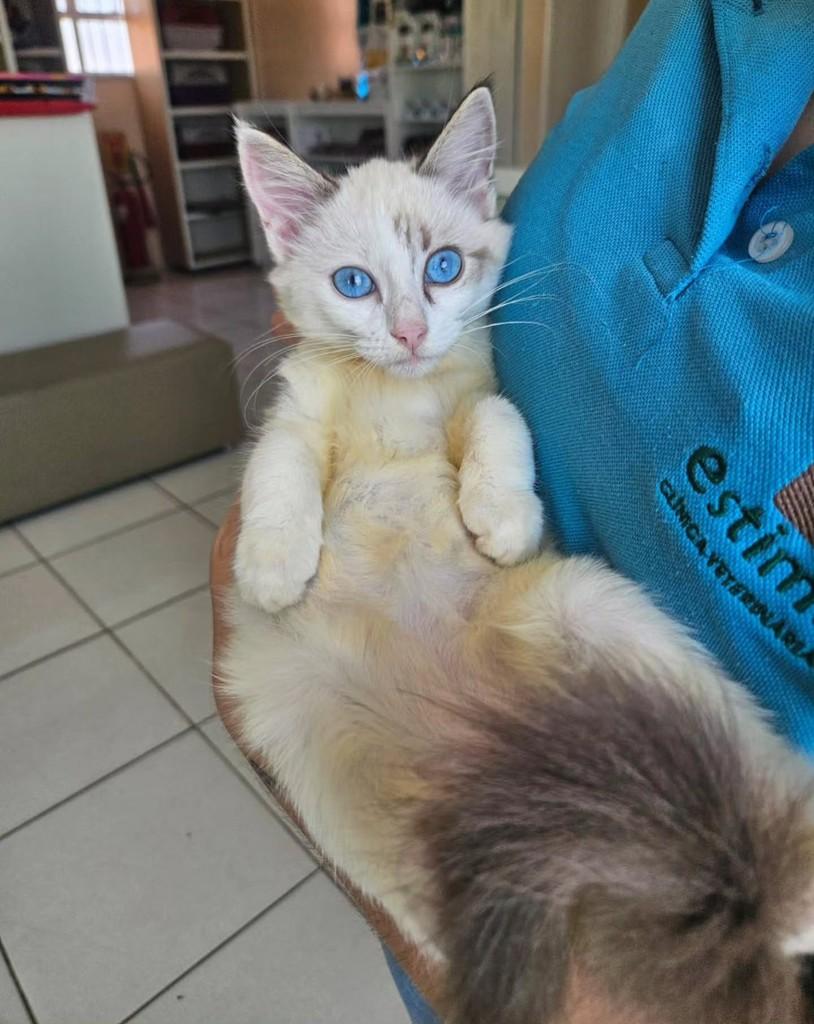 Maria, gato de porte pequeno para adoção em Fortaleza - CE