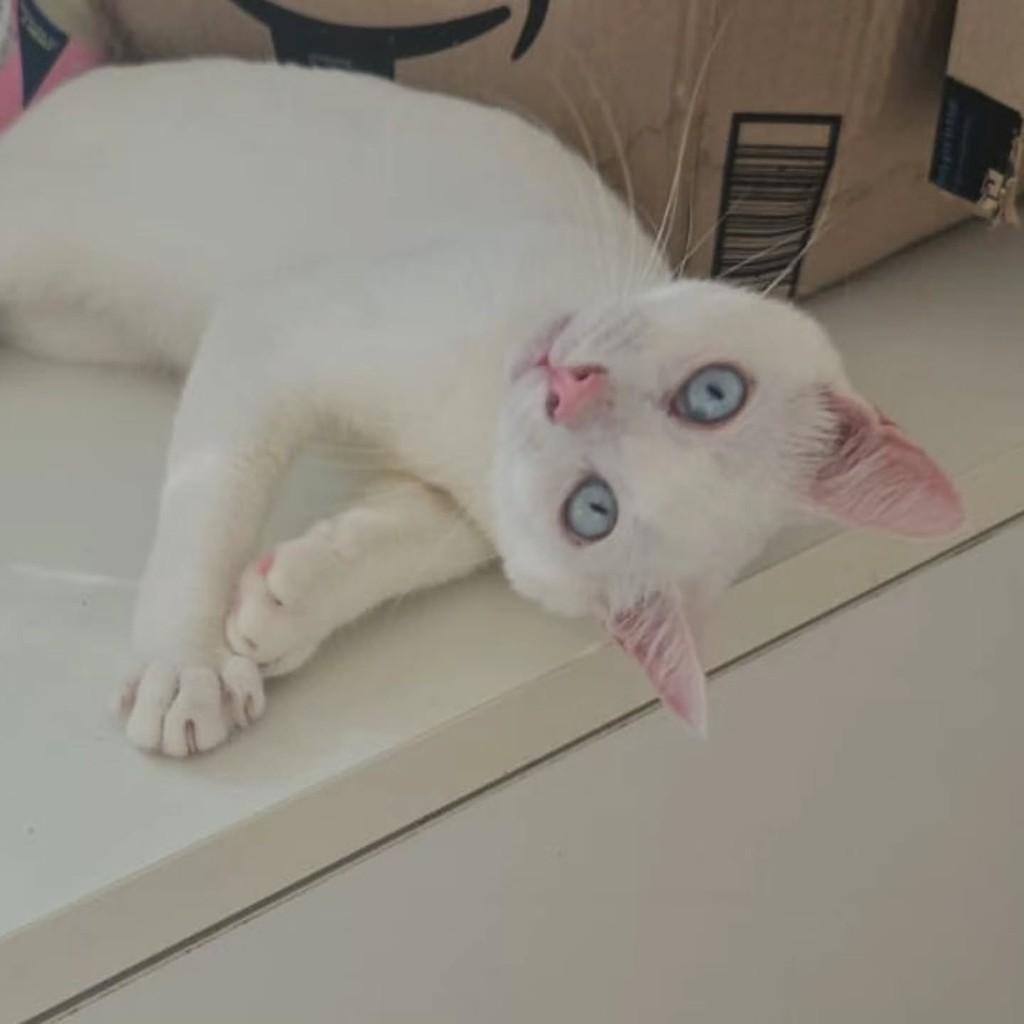 Elise, gato de porte pequeno para adoção em Fortaleza - CE