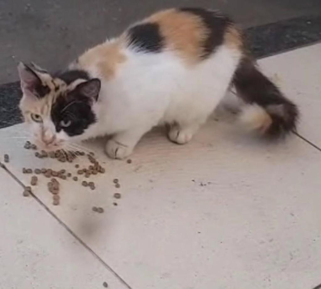 Color, gata de porte pequeno para adoção em Fortaleza - CE