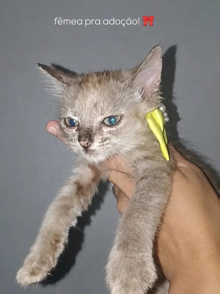 Princesinha, gata de porte pequeno para adoção em Fortaleza - CE